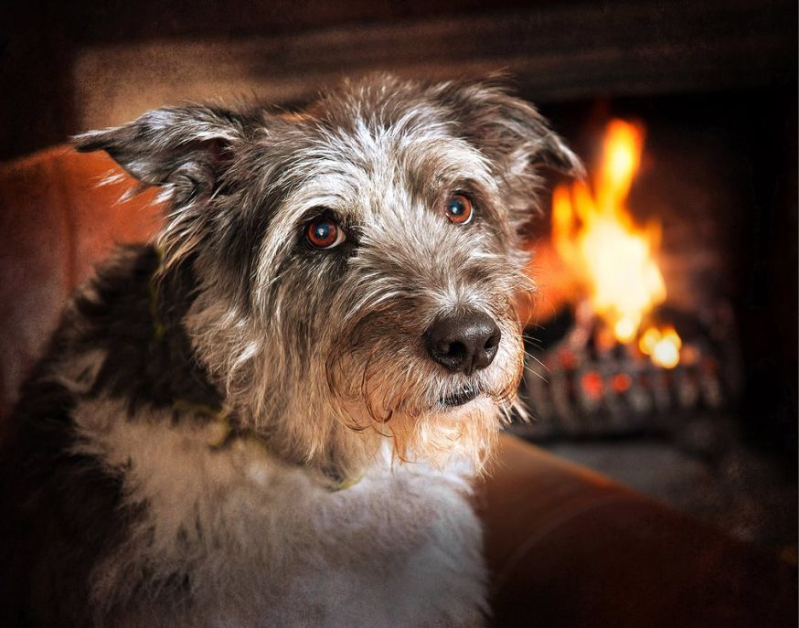 Dog photographer of the year