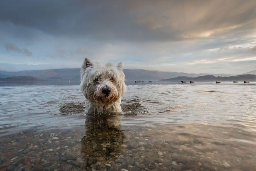 Dog photographer of the year