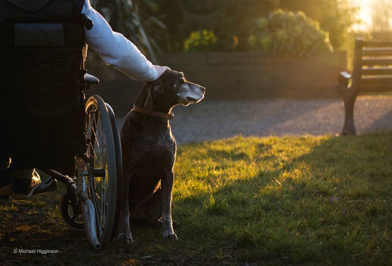 Dog photographer of the year