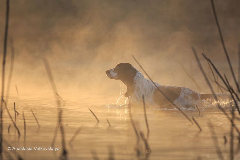 Dog photographer of the year