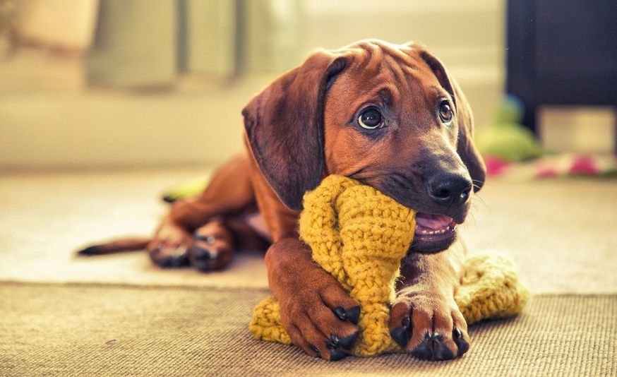 Dog photographer of the year