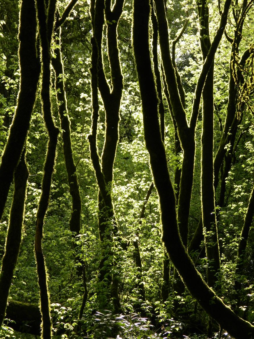 rim licht, rimlicht, rim light, tegenlicht, backlight