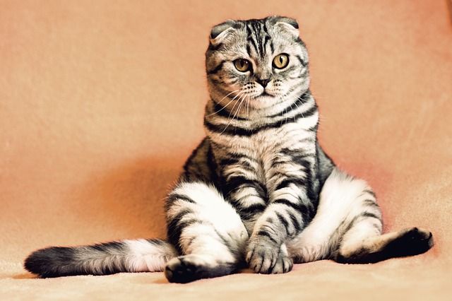katten, kat, huisdier, dieren fotograferen, kattenfoto's