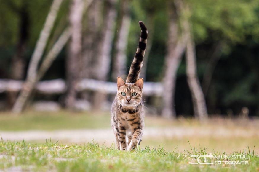 fotofair workshop kattenfotografie