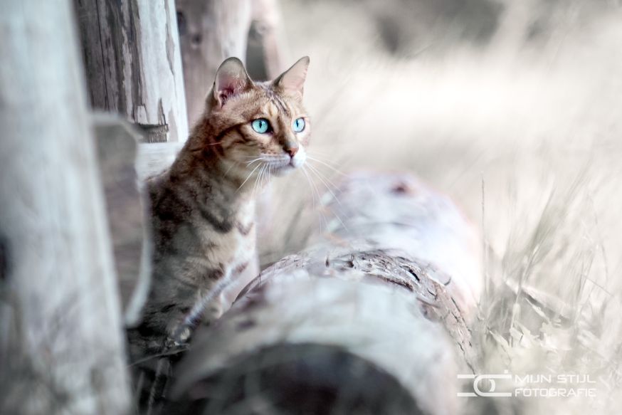 fotofair workshop kattenfotografie