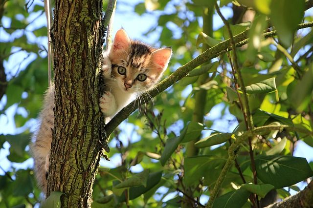 katten, kat, huisdier, dieren fotograferen, kattenfoto's