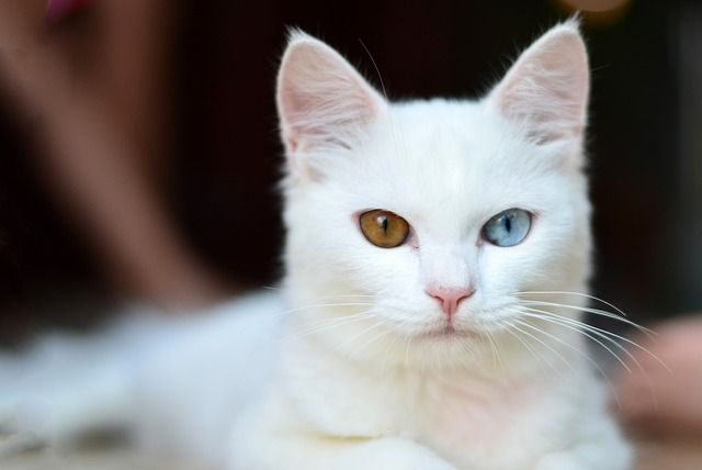 Afbeelding: foto van een kat als visualisatie voor de belichtingsdriehoek