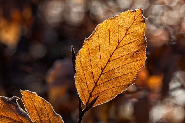licht, richting van het licht, tegenlicht, zijlicht
