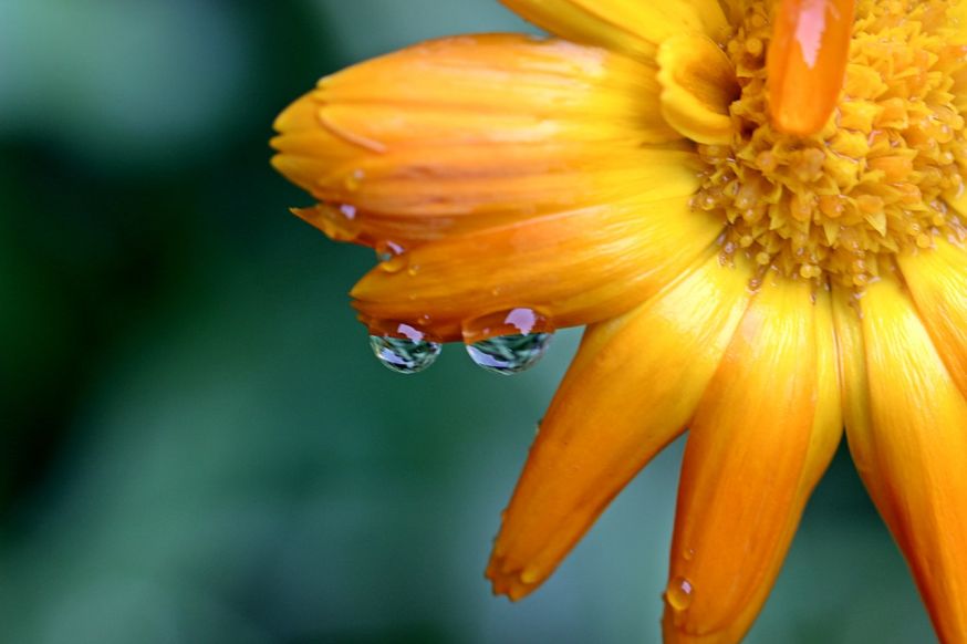 Macrofotografie