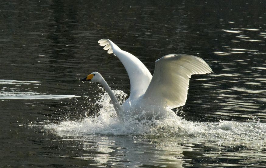 Saaie foto’s