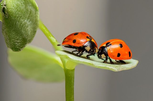 macro, macrofotografie, origineel, originele foto's maken