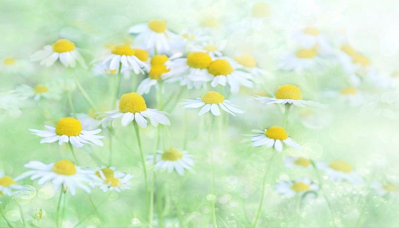 Bloemen
