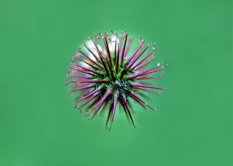 Bloemen