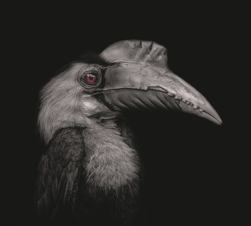 neushoornvogel