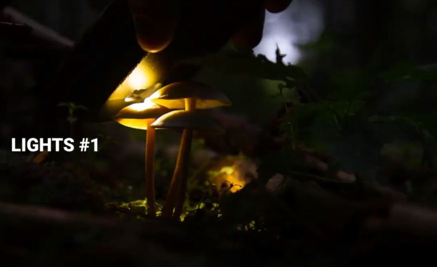 paddenstoelen