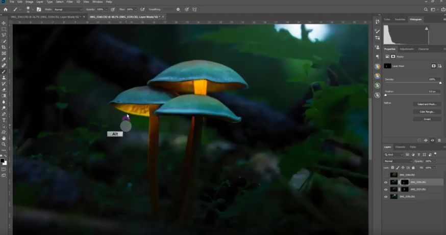 paddenstoelen