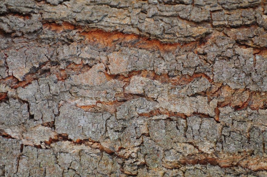 Macrofotografie structuur