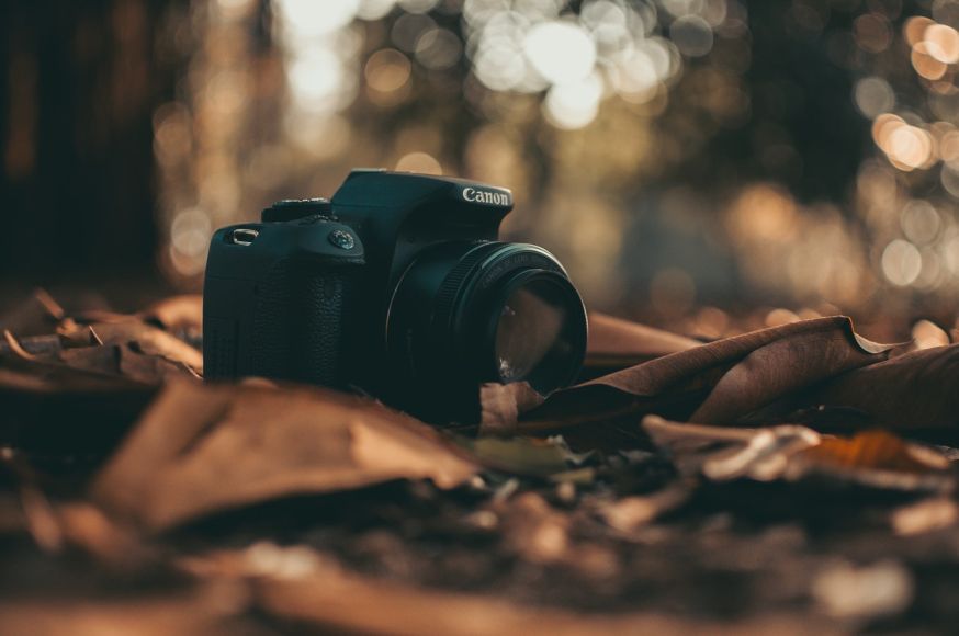Canon in het bos