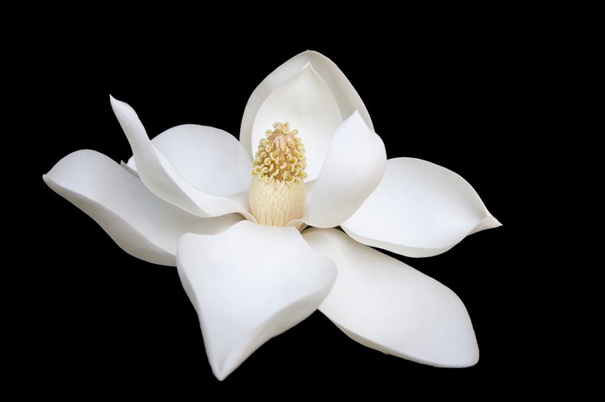 bloemfotografie, fotograferen van bloemen, bloemen, fotografie, tips, camera
