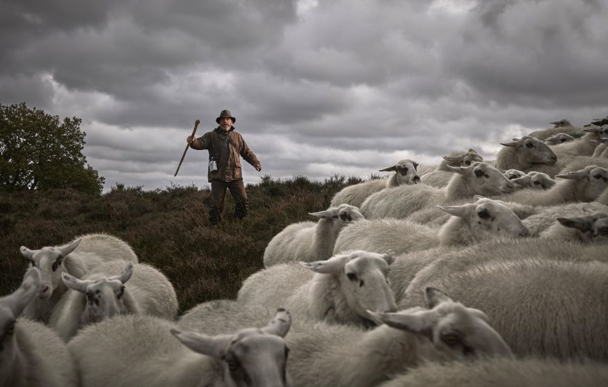 Schaapherders in Nederland
