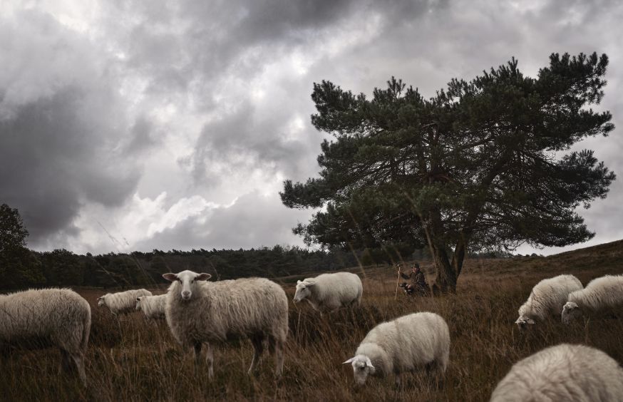 Schaapherders in Nederland