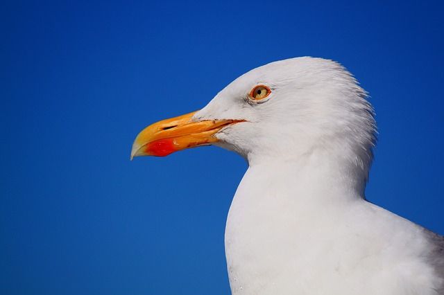 goede foto, fantastische foto, perfectie, vijf tips, compositie, licht, timing, nabewerking, verhaal