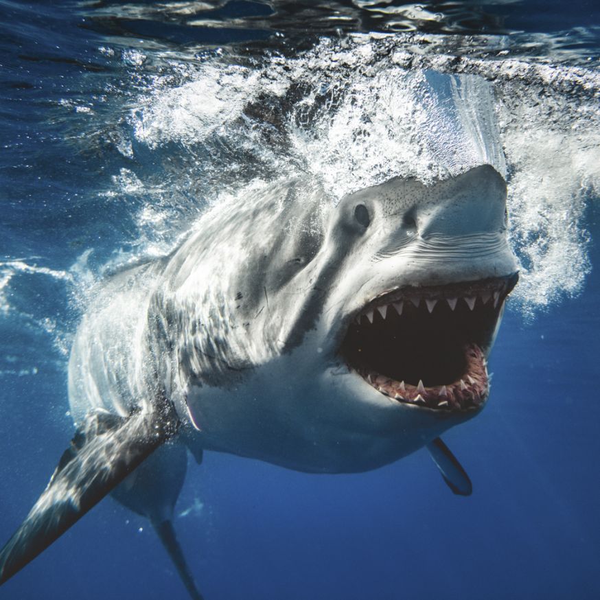 Fotograaf Jaws filmposter 