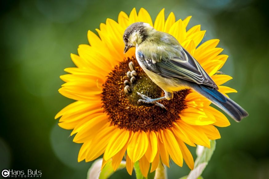 Hans buls lezersfoto spotlight