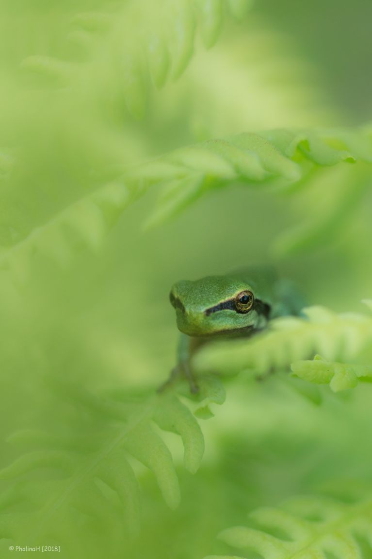pauline helders lezersfoto spotlight