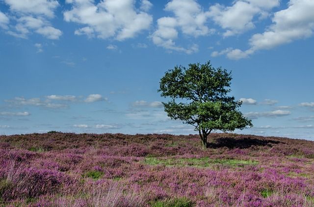 heide, landschapsfotografie, natuurfotografie