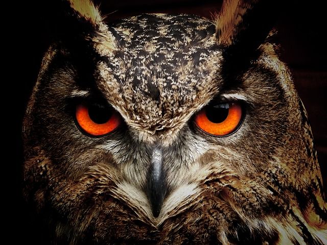 vogels, vogels fotograferen