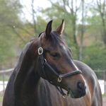 afbeelding van Corine55