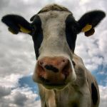 afbeelding van basgrif