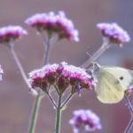 afbeelding van lisa31bouwman_84267