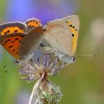afbeelding van moniquereinders_87161