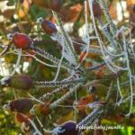 afbeelding van Jeanine26p_90975