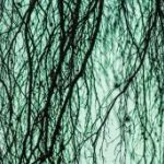 afbeelding van renske04_90982