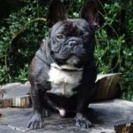 afbeelding van vanveen079_91668