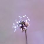 afbeelding van ellie.overgaauw_91731