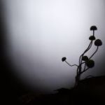 afbeelding van heymans_tiffany_94911
