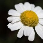 afbeelding van jacquelinesinke_95137