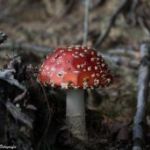 afbeelding van info_95526