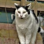 afbeelding van karins01_110893