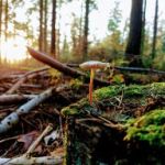 afbeelding van devaanmika_112117