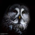 afbeelding van meint_89126