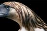 Tim Flach fotografeert zeldzame vogels