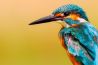 5 ideeën voor macrofotografie