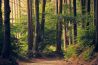 Tips voor het fotograferen in het bos