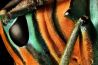 Zien: Insecten van heel dichtbij