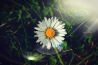 Uitgelicht: Pretty Flower 